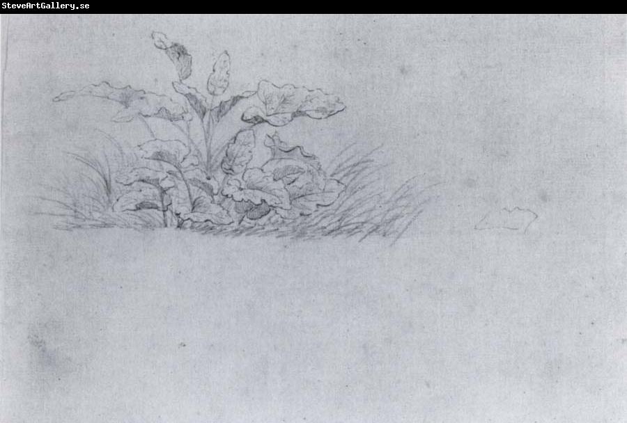 Johann Wolfgang von Goethe Plant sketch